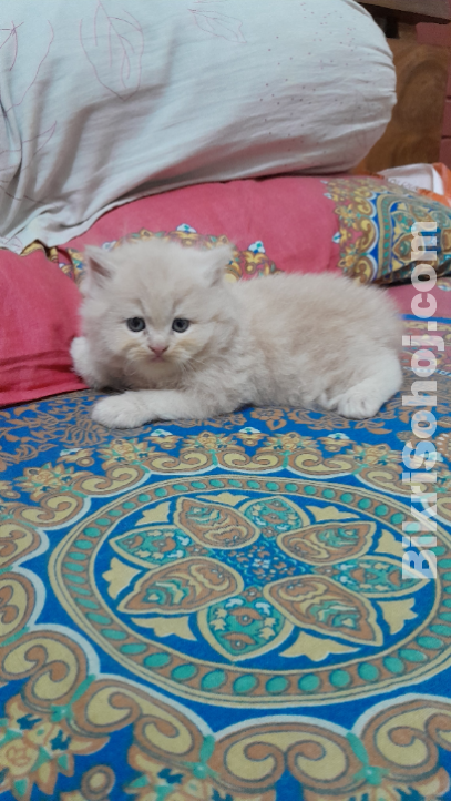 Traditional persian Cat